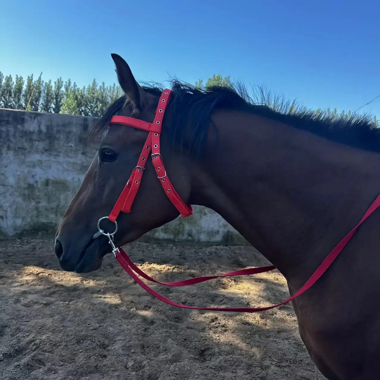 Horse Head Collar Halter High-Quality Equestrian Gear