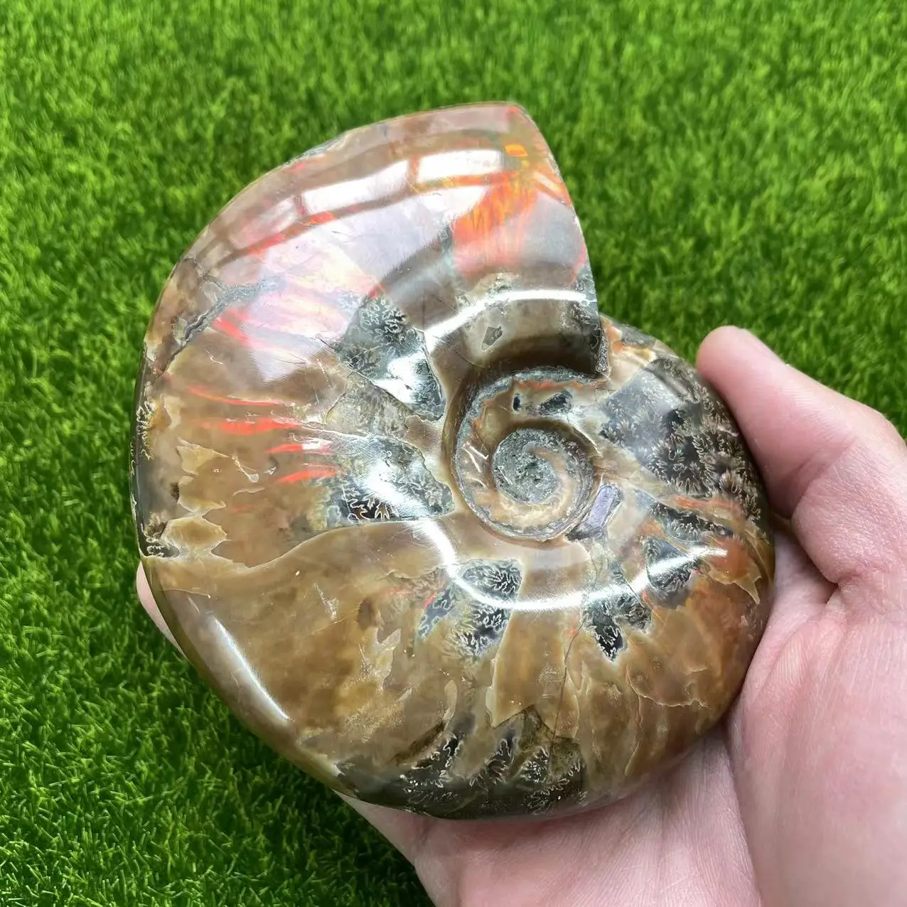 Natural Ammonite Fossil Quartz Crystal Charging newest Plate