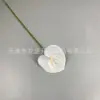 Anthurium