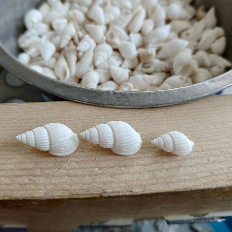 1-2 cm Natural Mini Small Sea Conch Shells for Crafts Wedding Decor Beach Theme Party Fish Tank and Vase Filler Home Decor
