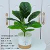 Ficus lyrata à 9 feuilles - Blanc nordique - Design en pierre fendue