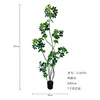 Seven-stemmed Schefflera bonsai, 205cm