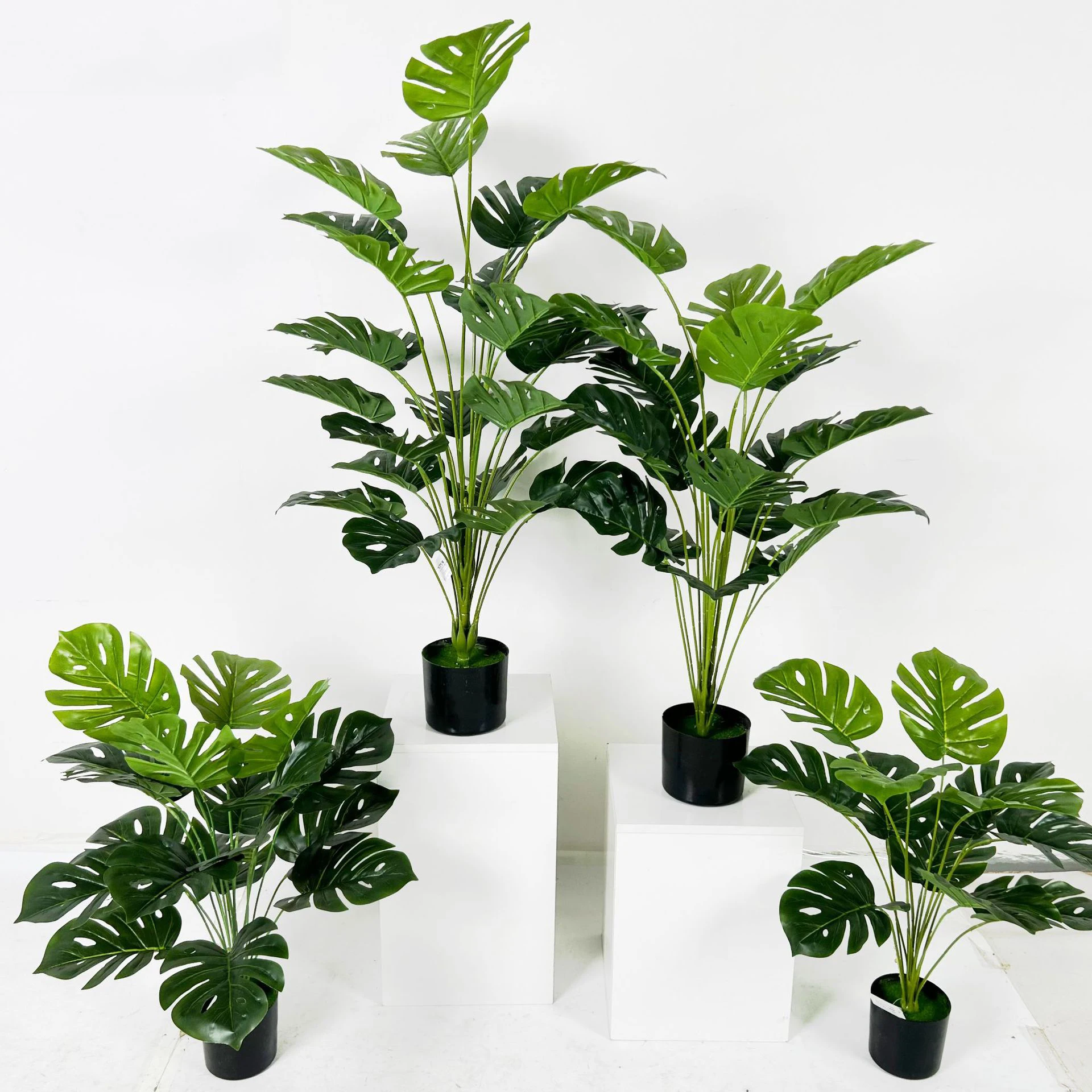 all white snake plants Sansevieria 'White' main image 0