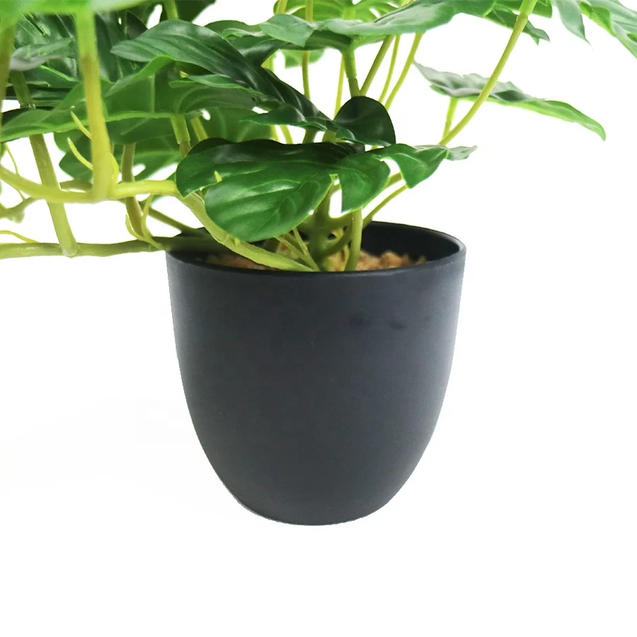 nitida bambus Fargesia nitida Black Pearl main image 0