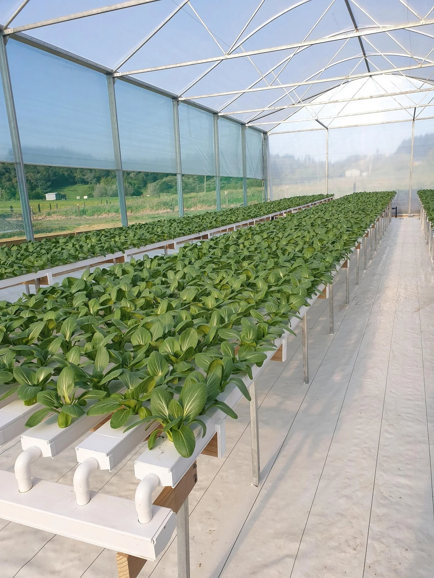 nft hydroponics system
