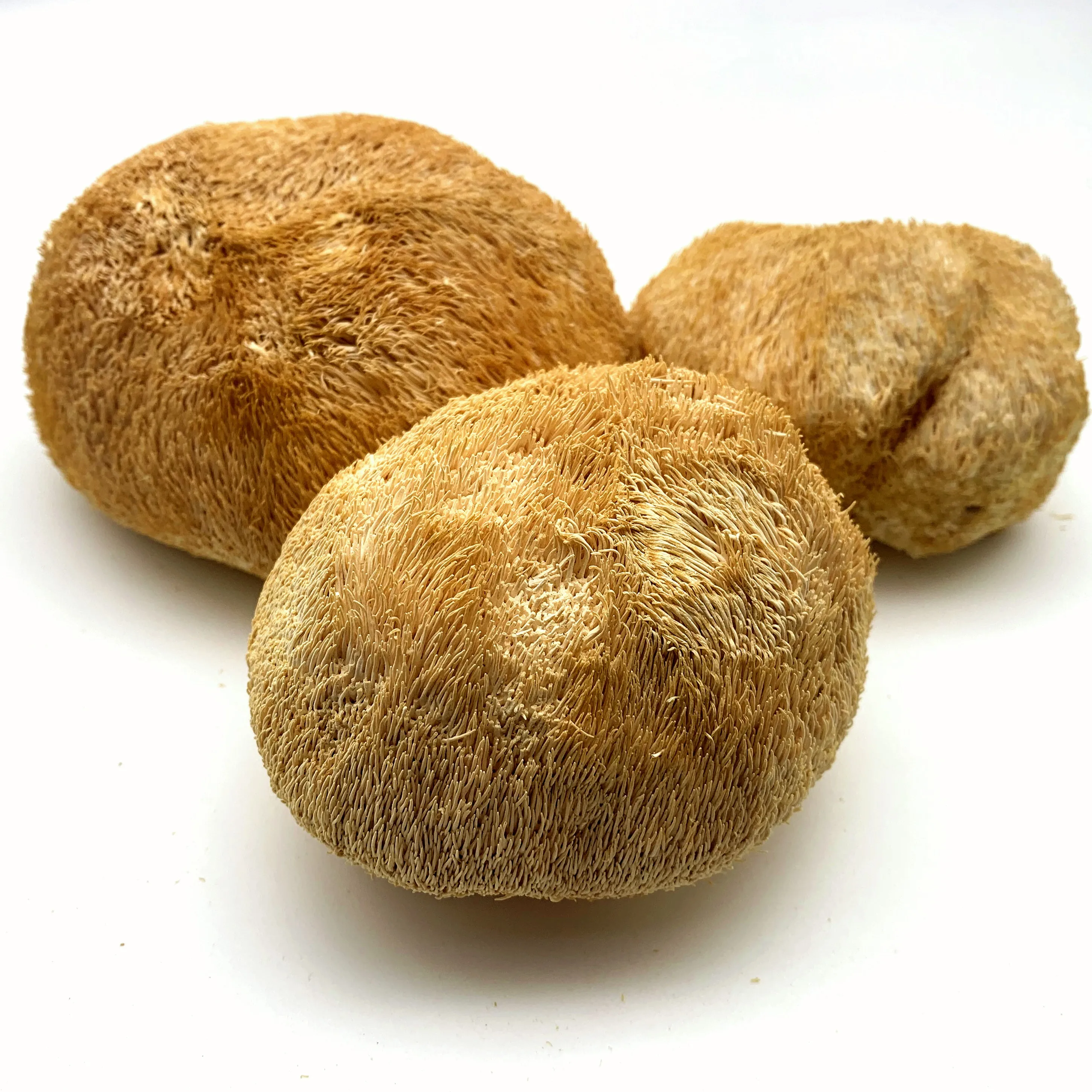 野生风干狮子鬃毛蘑菇/猴头菇