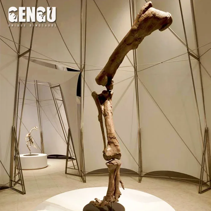 Animatronic Model Fiberglass Dinosaur Skeleton Statue Carnosaurus Dinosaur Fossils Teeth
