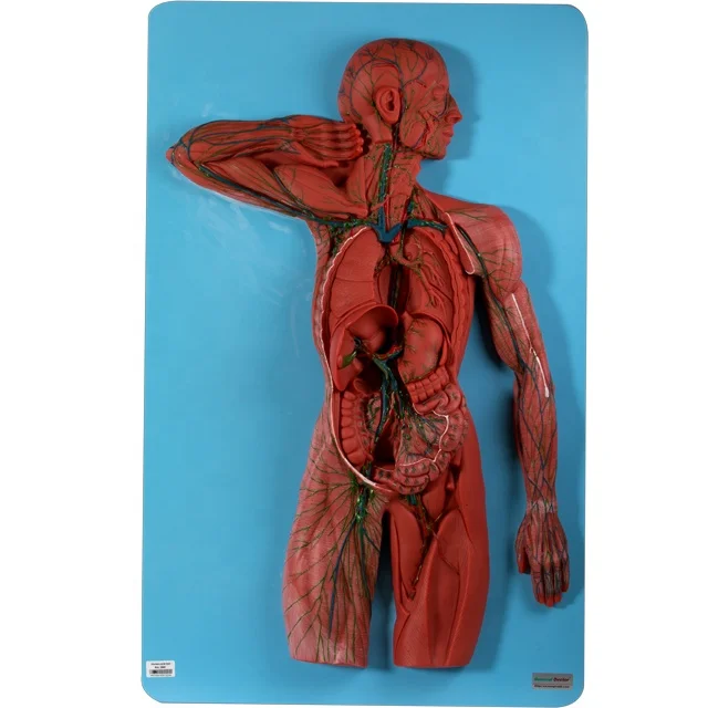 GD/A16011 Human Lymphatic System Anatomical Model