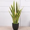 4 groups of yellow-edged snake plants - medium 76cm