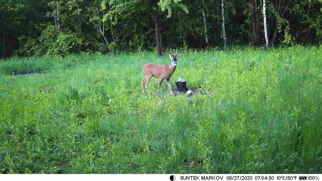 Hunting Trail 4K 30MP Trap Game Wildlife Camera MMS Wifi801Pro Support Max 256GB SD Card