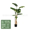 Monstera deliciosa 150CM