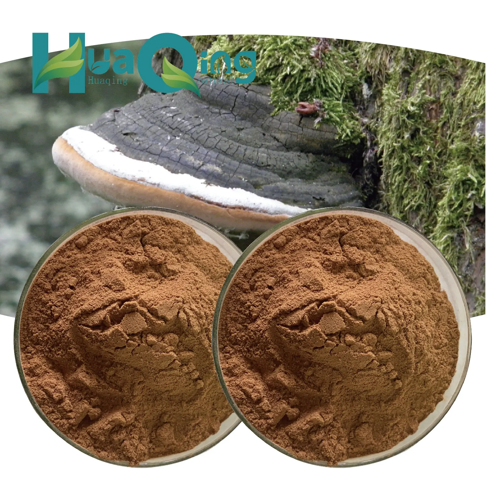 High Quality 10:1 Phellinus Igniarius/Phellinus Linteus Herbal Extract Food Grade Powder