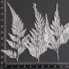 MH687 Lace Fern 7-10cm white 12pcs