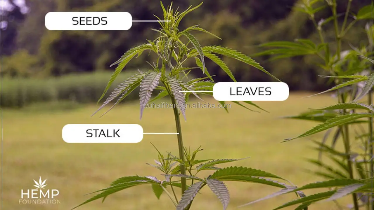 Натуральное конопляное волокно высокого качества для 40s 60s 80s