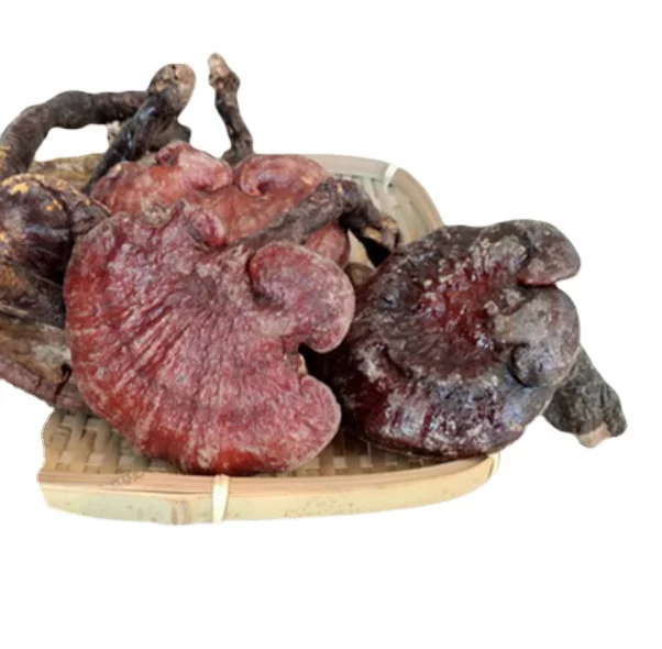 Online Cheap Price Supplement Glossy Ganoderma Gyrophora Fungus Dried Whole Bodies for Sale