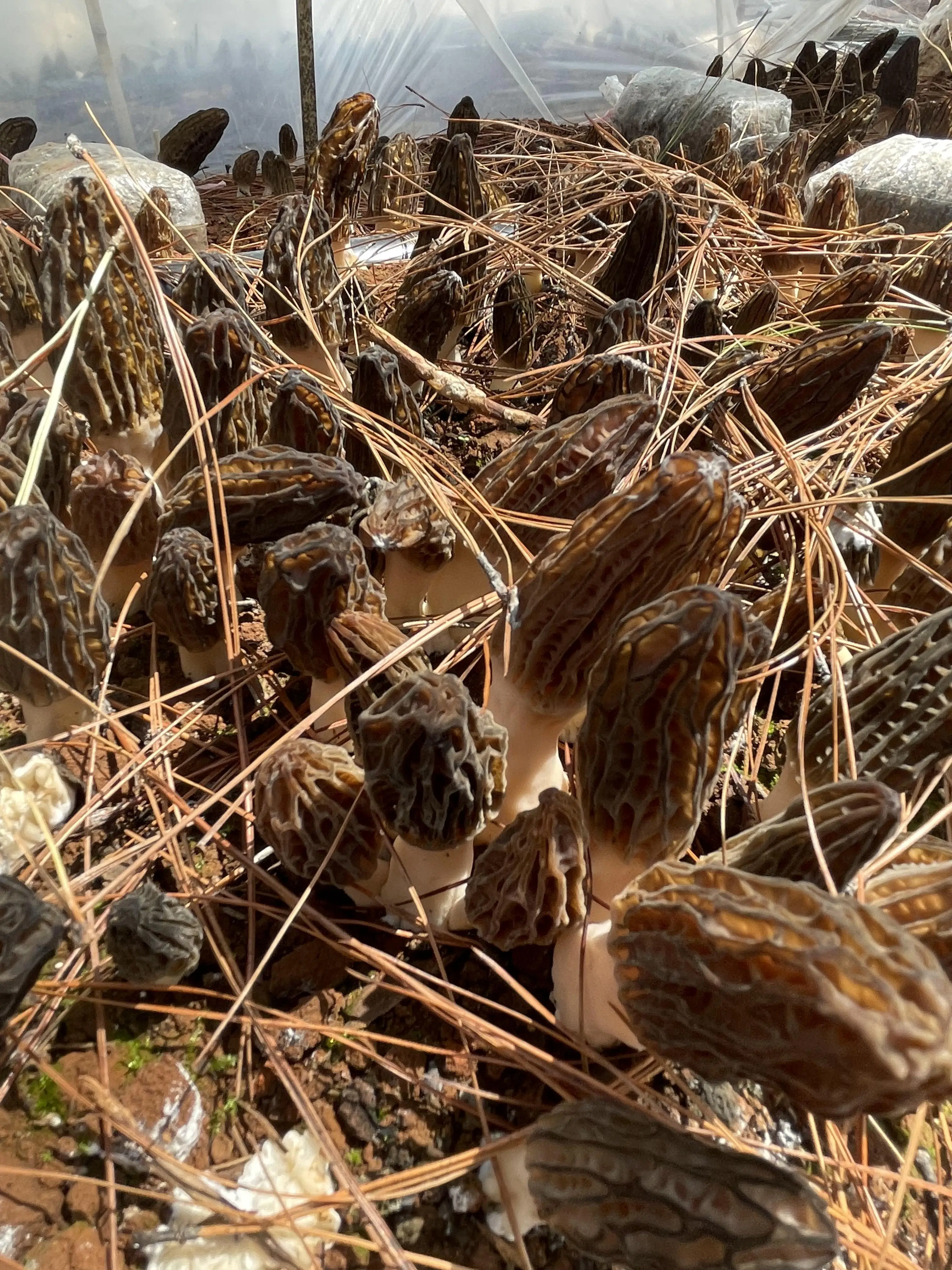 Wholesale Of Fresh Morel Mushrooms - Buy Wholesale Of Morel Mushrooms