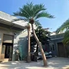 Arbre de noix de coco