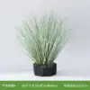 Roseau, une herbe pure