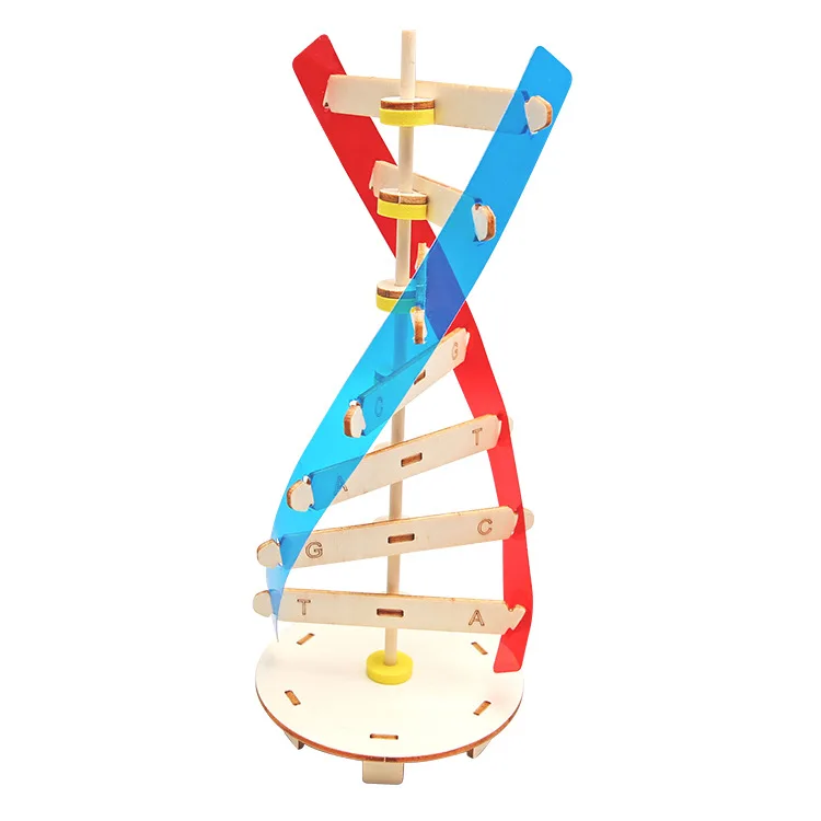 DNA Double Helix Structure Model Technology Small Handmade Diy Human Gene Biological Science Experiment Equipment DNA Model