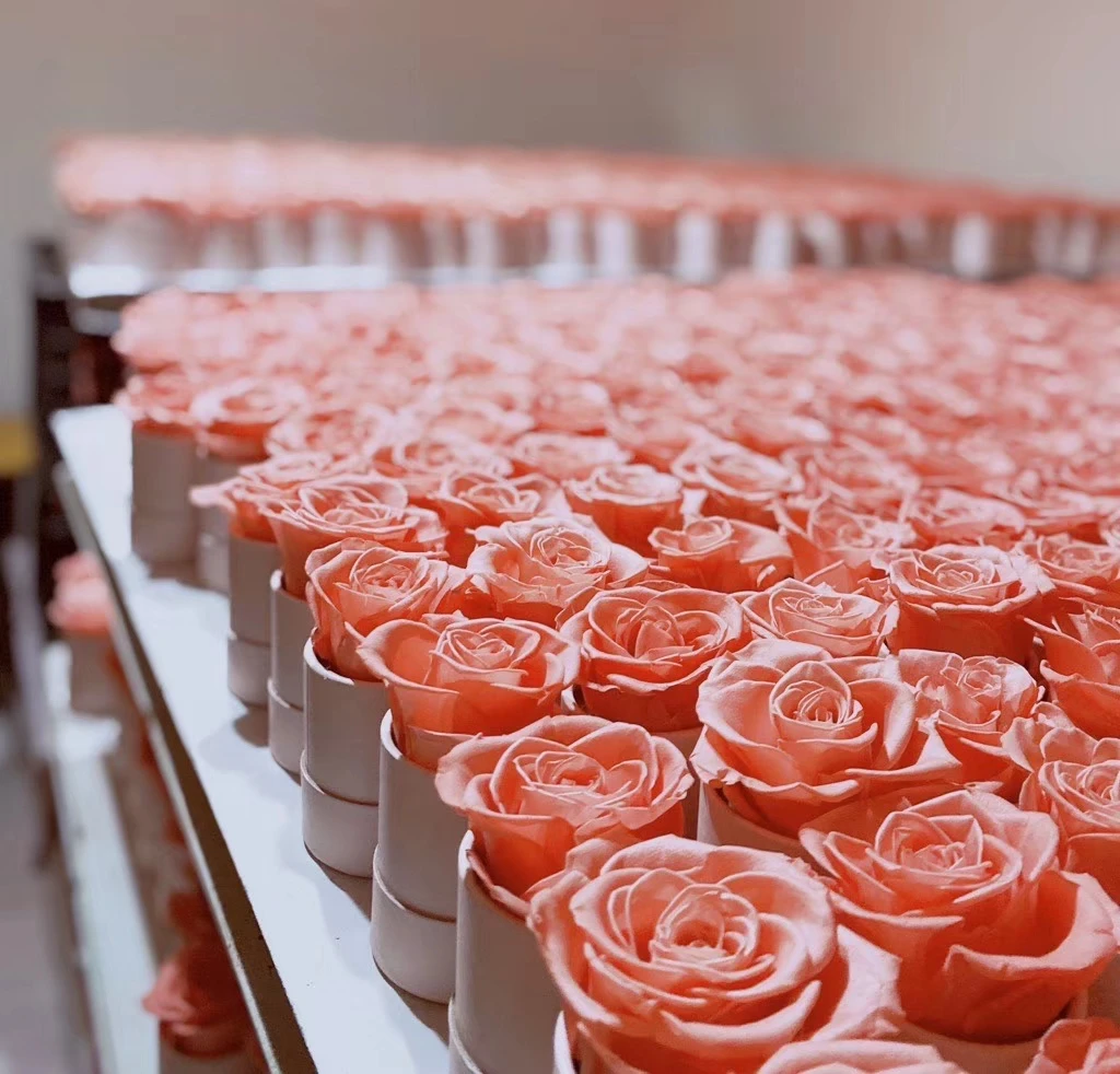 热销产品天然明蕨长生花mysioeladus天然花保存干燥花保存明蕨 Buy 保存完好的明清蕨类植物 自然明蕨类植物 保存干花