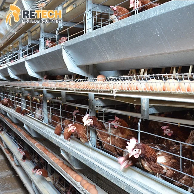 Automatic Layer Bird Shed  H Type Galvanized Egg Laying Hens Chicken Cage Poultry Shed