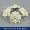 Autumn rose blossoms, milky white
