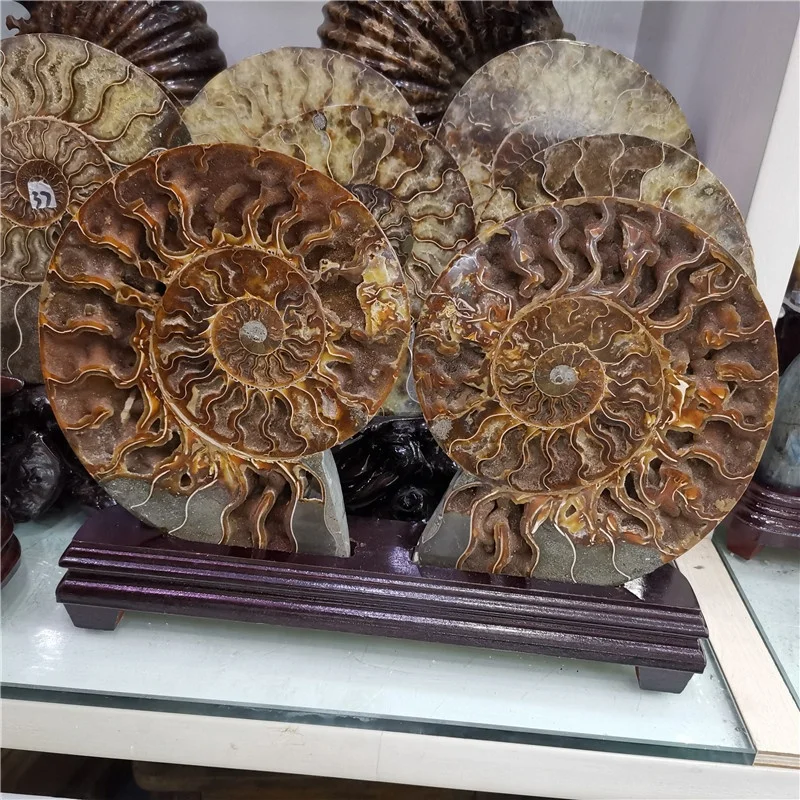 Hot Sale Madagascar Natural Ammonite Fossil Conch Crystal Specimen Shiny Snail Fossil for Sale