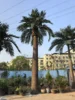 Artificial Canary Island Date Palm Large (9m 29.53ft)