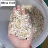 White shell