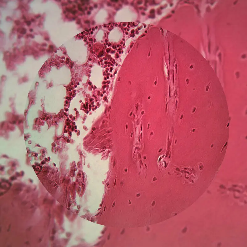 Зуологический микроскоп, стеклянные слайды с амфибией и образцами Ползания для лабораторного обучения