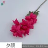 Evening Glory MQN Rose Red