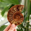 Tranche de fossile d'ammonite marine