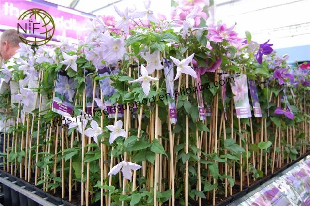 clematis2.jpg