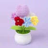Myosotis sylvatica plante en pot-Tulipe violette