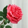 Rosa rossa