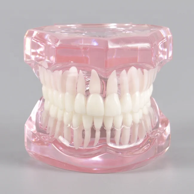 Orthodontic Dental Model Typodont with Transparent Jaw Without Braces Orthodontic Teeth Study Model No Braces Blue