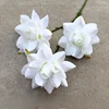 Rosa blanca "Amante sin hojas"