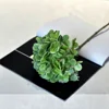 [1] Hortensia octyl vert