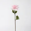 Pu dahlia-rose