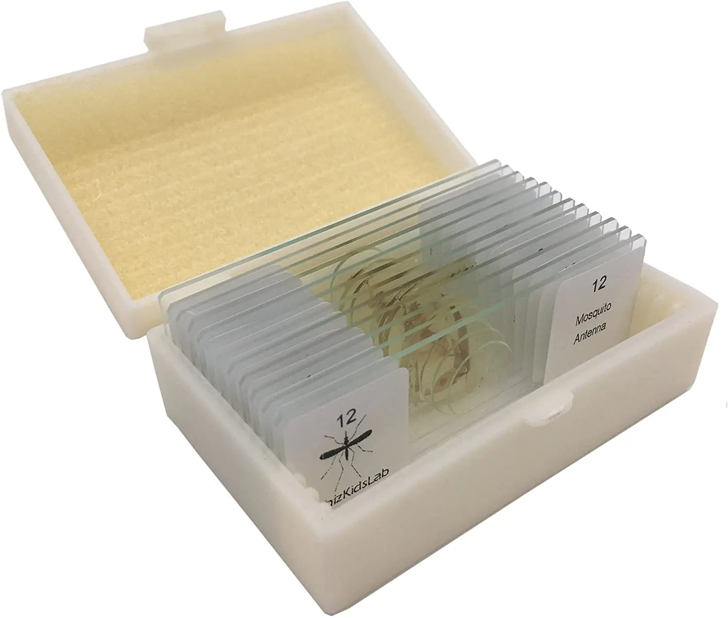 Laboratory Research Insect medical glass prepared microscope slides with Specimen