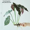 Begonia a foglia rotonda