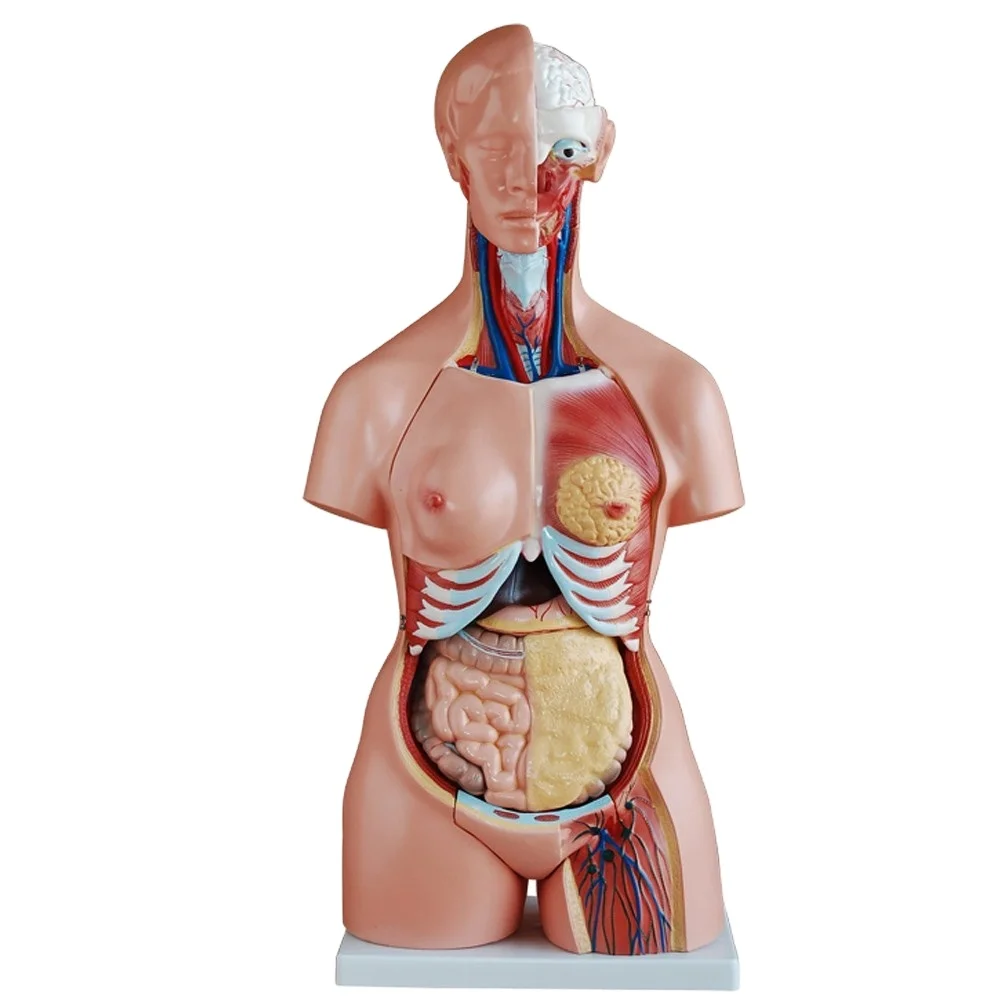 85 cm Tri-Sex Human Anatomical Torso Model - Vivid 21-Part