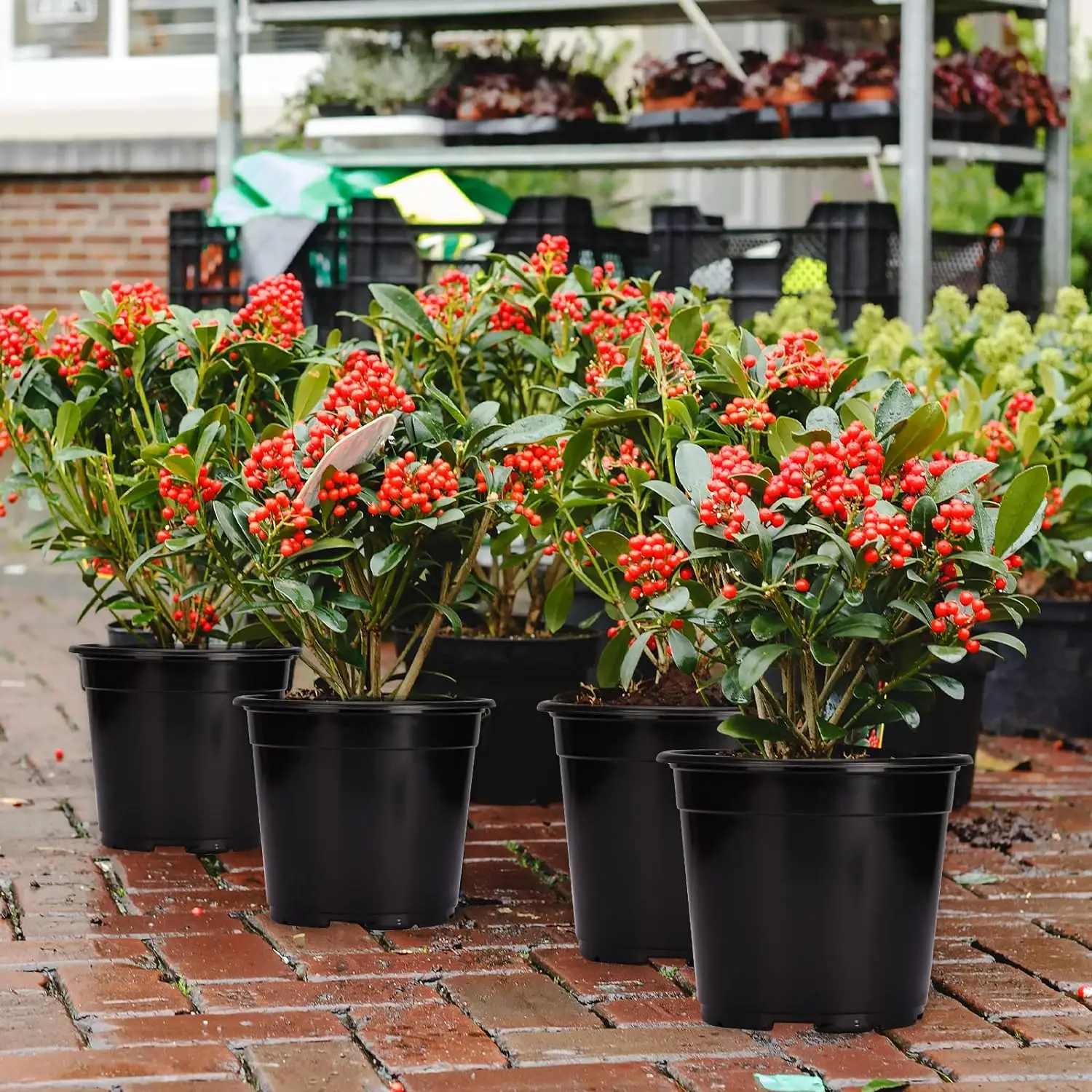best plants for air purification Buy 5 Best Air Purifying Plants Combo - Dieffenbachia, Petra Croton, Ficus  Lyrata , Aglaonema, Green Compactor Online