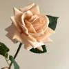 Tangerine pink