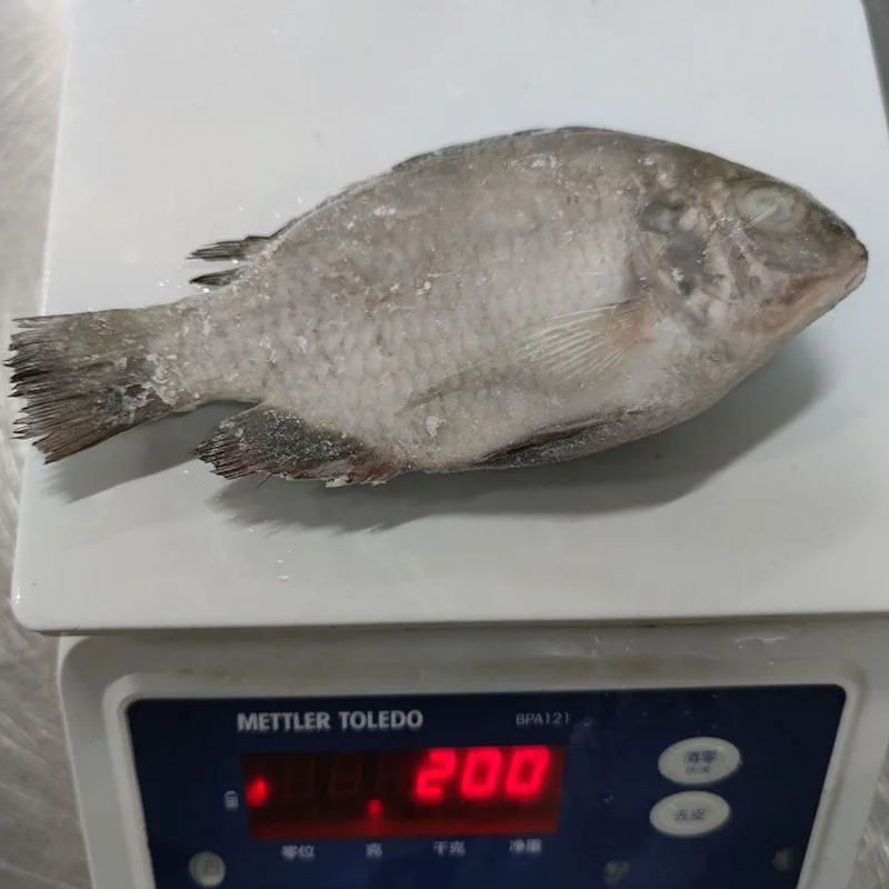 Frozen Seafood Good Quality Gutted Scaled Whole Tilapia Fish Wholesale Price Supplier Crucian Carp Exporter