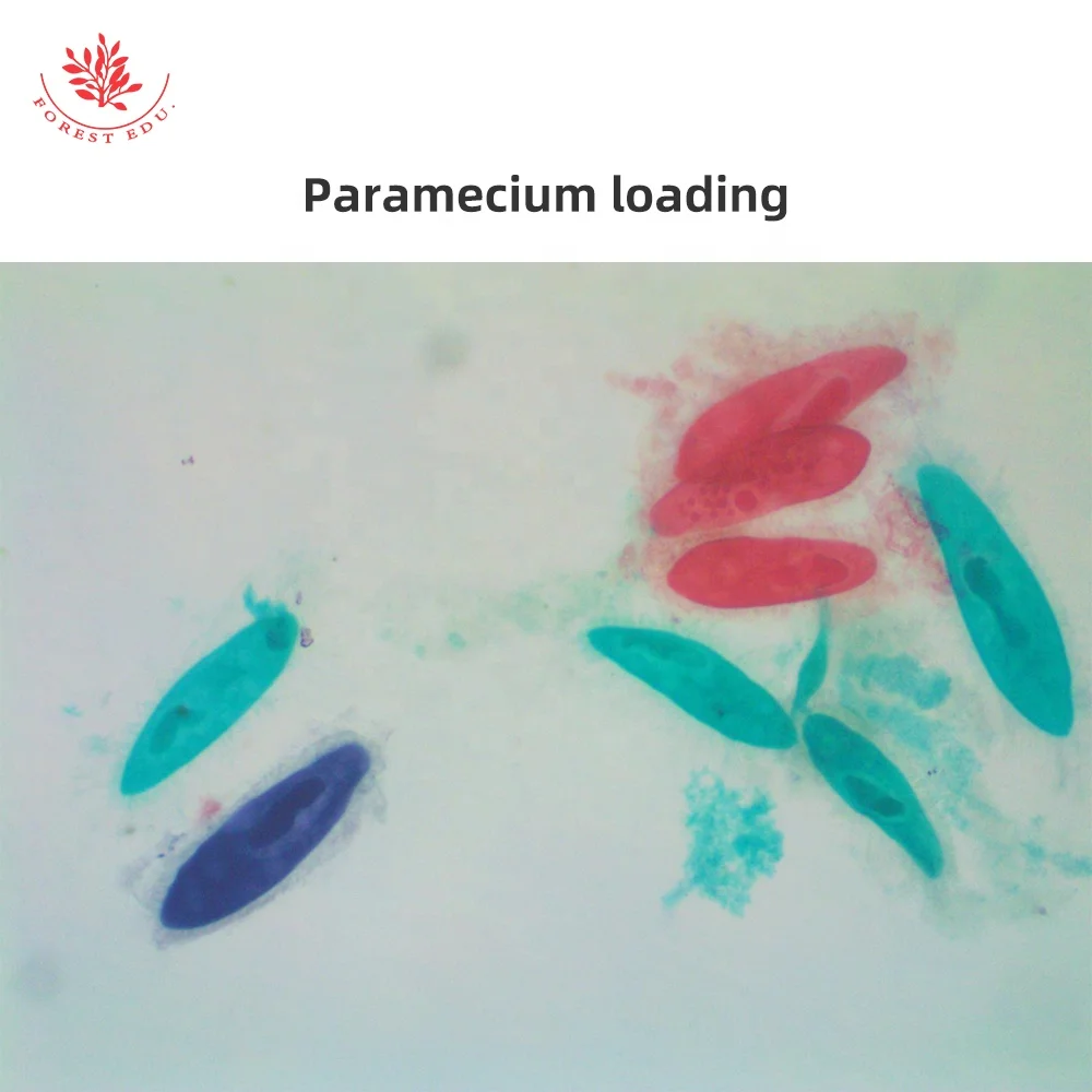 Биологический эксперимент использование микроскопов лабораторий профессиональный Медицинский микроскоп слайды