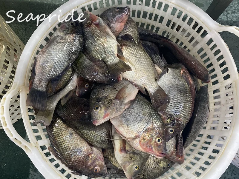frozen black tilapia red tilapia frozen tilapia fish live tilapia