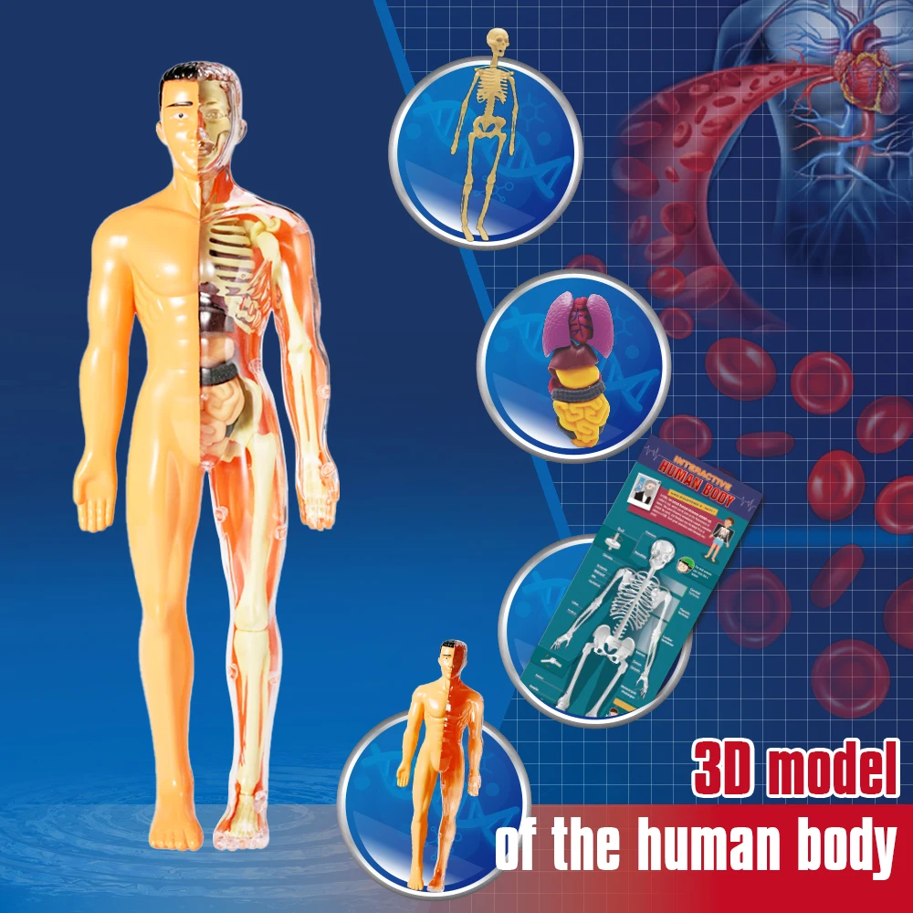 Human Body キット　英語 Interactive 3D Human Body Puzzle Model STEM Toy for Kids 8