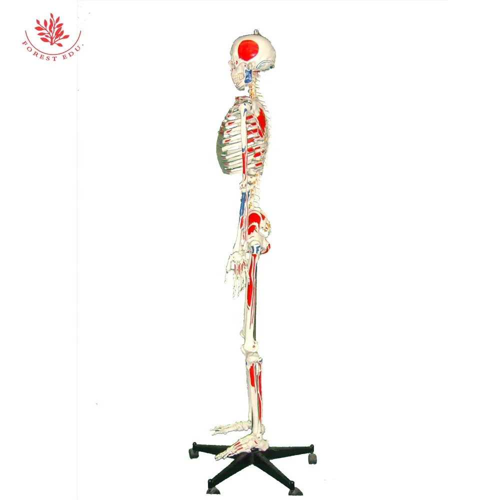全身骨格模型180センチ 人間の骨格モデル180cm解剖学可動スタンドPVC素材