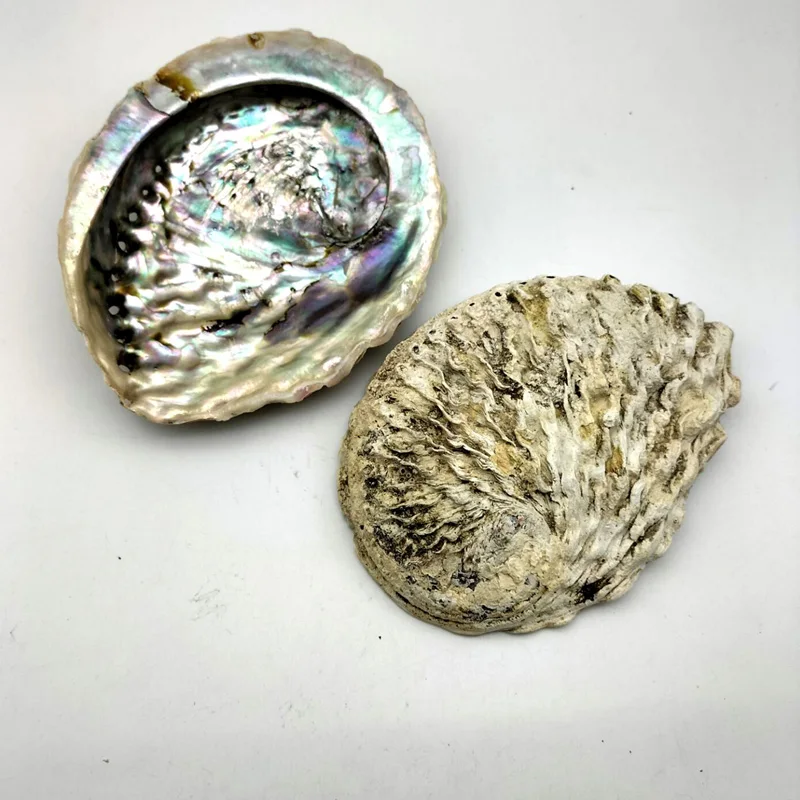ShellGY 31 (2).jpg